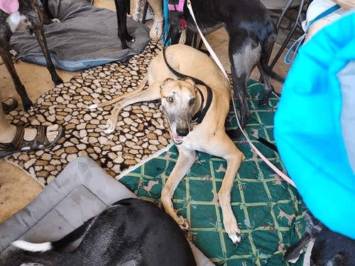 Greyhound with sandals